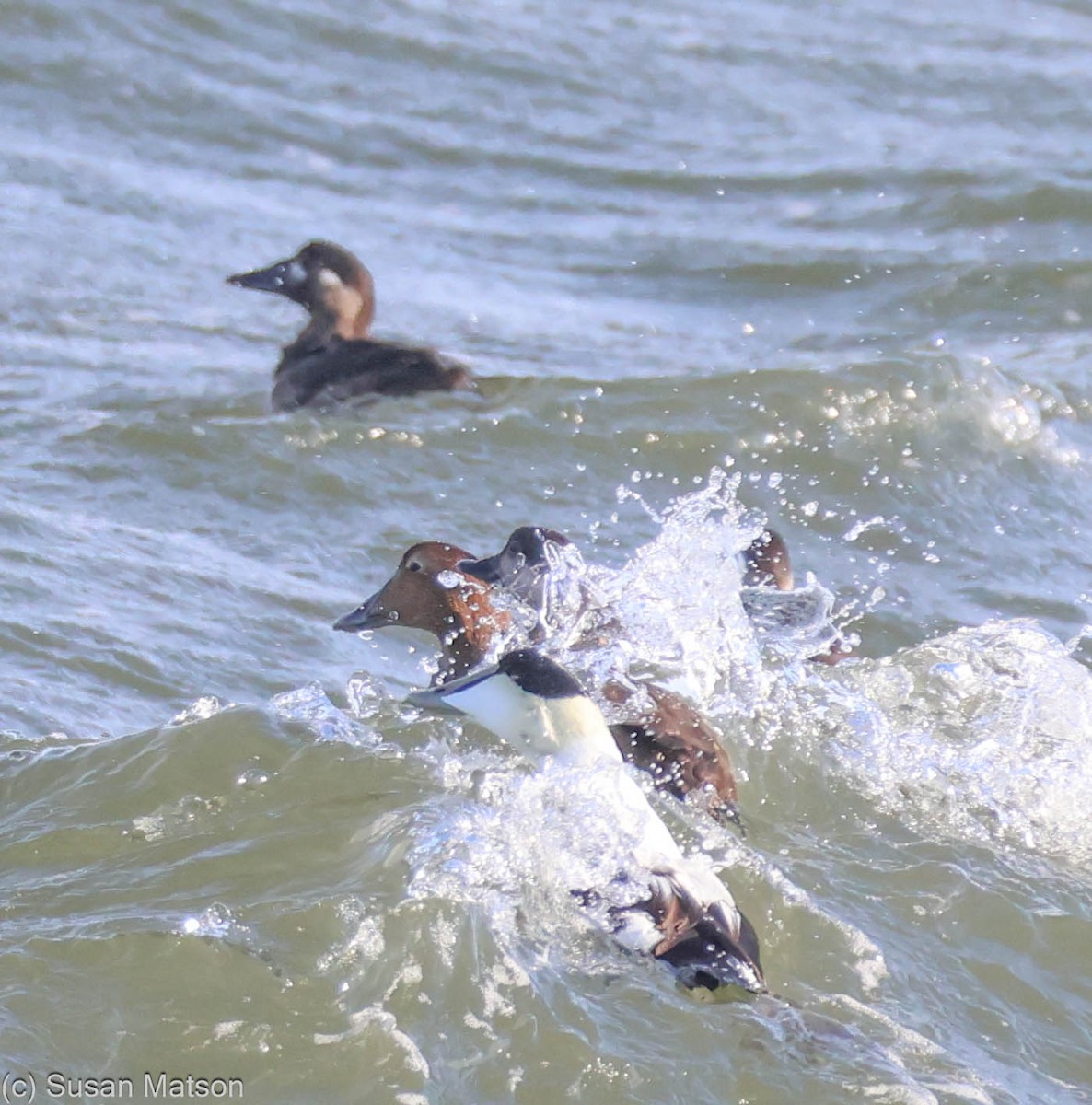 Surf Scoter - ML626633199