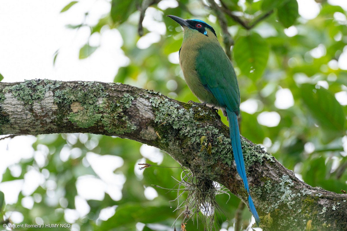 Andean Motmot - ML626633204