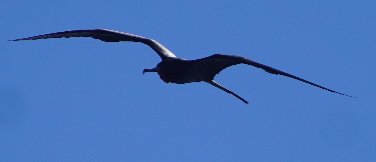 Magnificent Frigatebird - ML626633208