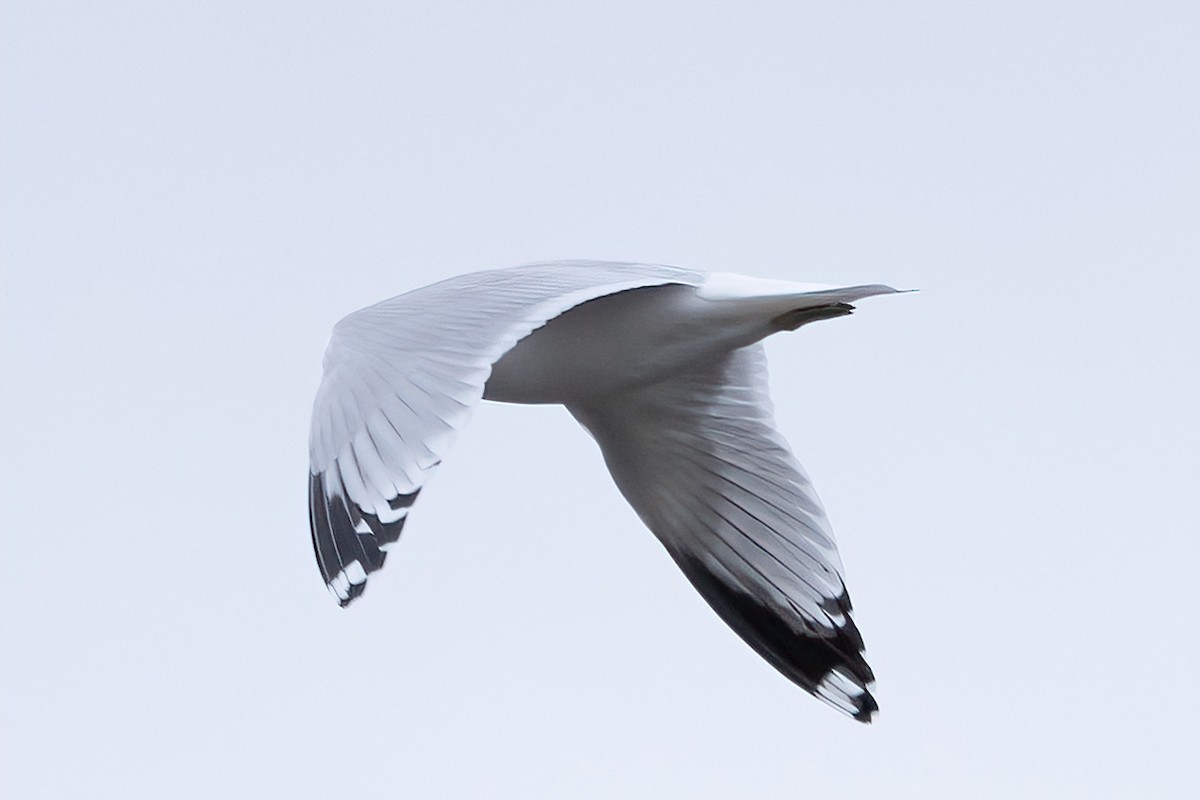 Ring-billed Gull - ML626633210