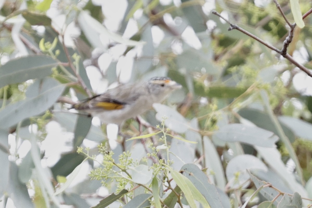 Red-browed Pardalote - ML626633212