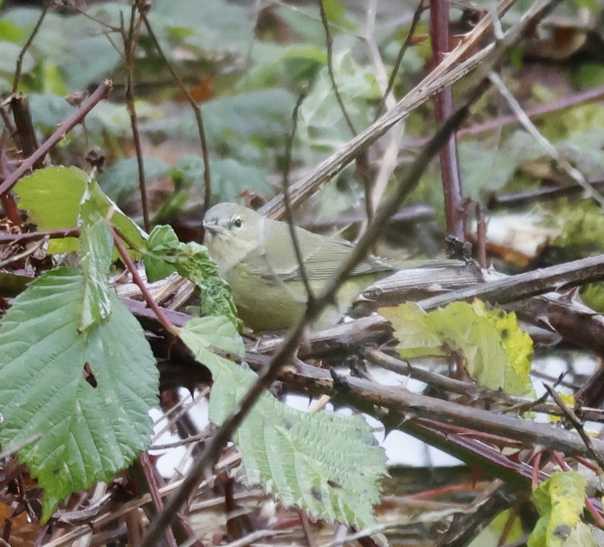 Orange-crowned Warbler - ML626633213