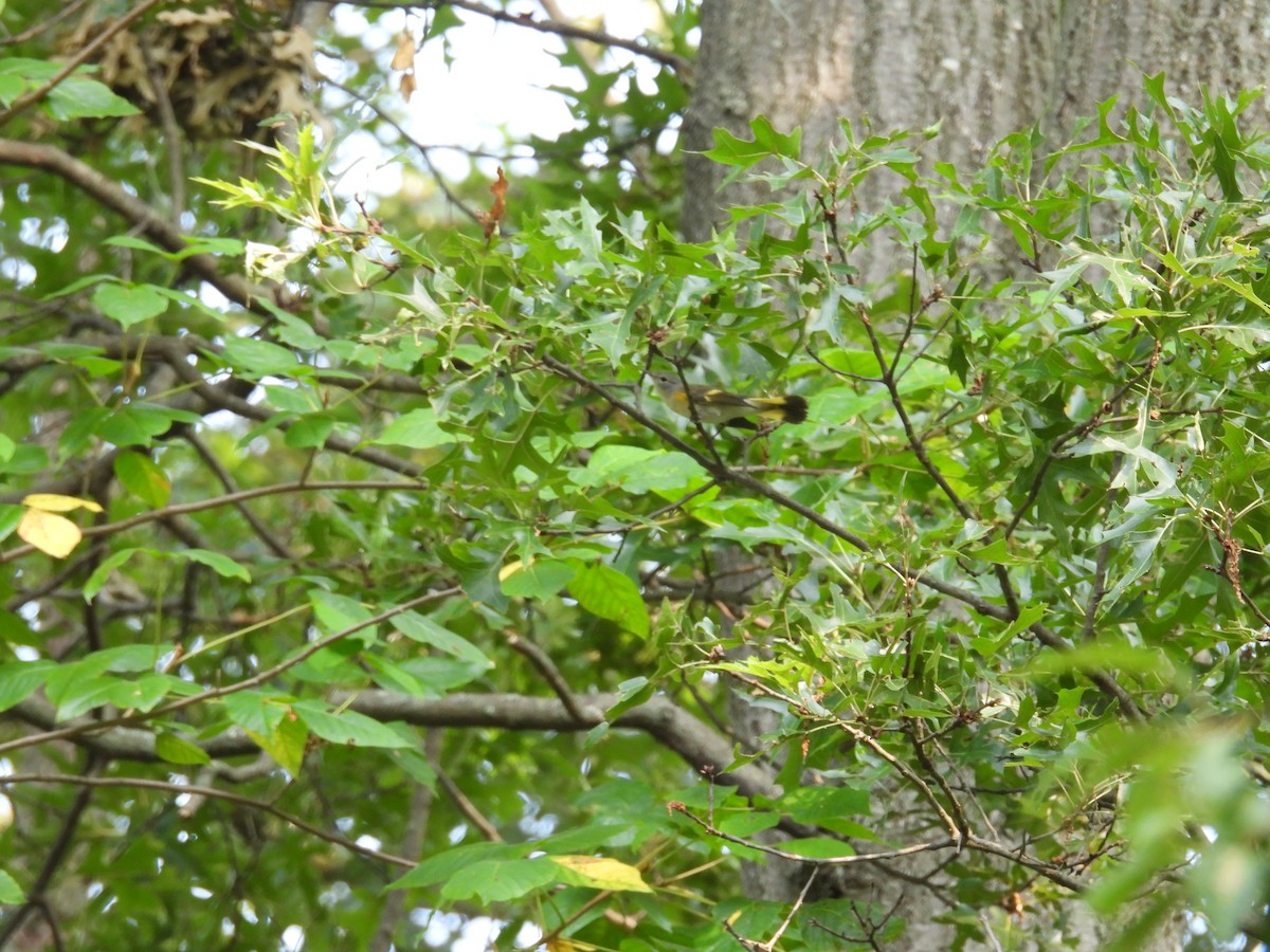 American Redstart - ML626633214