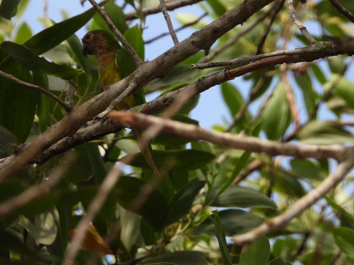 Brown-throated Parakeet - ML626633215