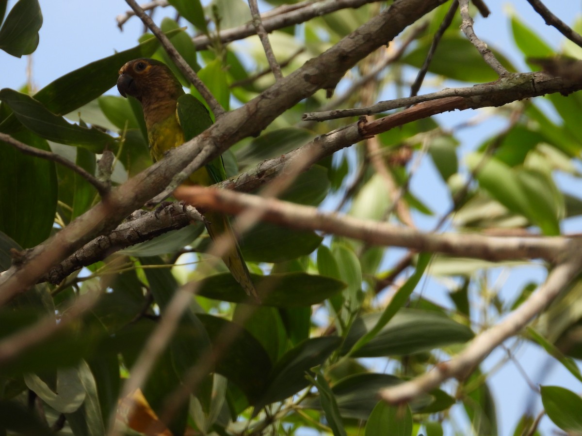 Brown-throated Parakeet - ML626633216