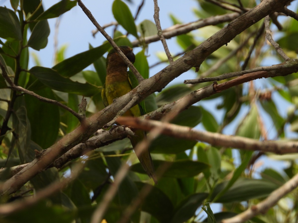 Brown-throated Parakeet - ML626633217