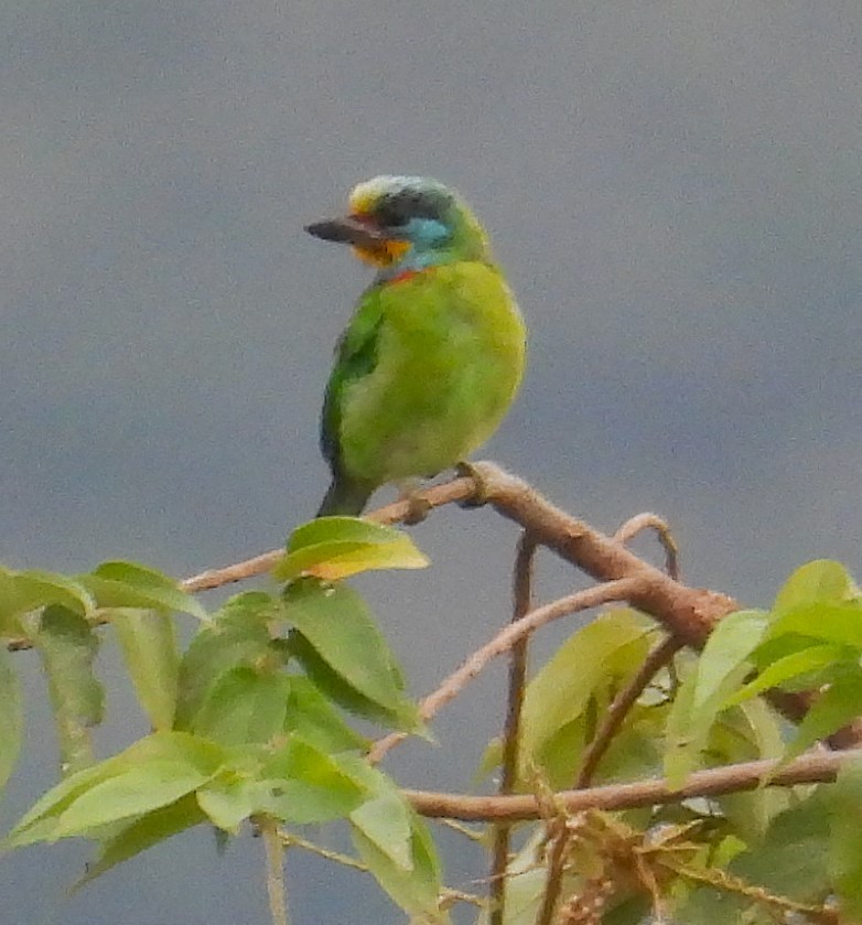 Taiwan Barbet - ML626633218