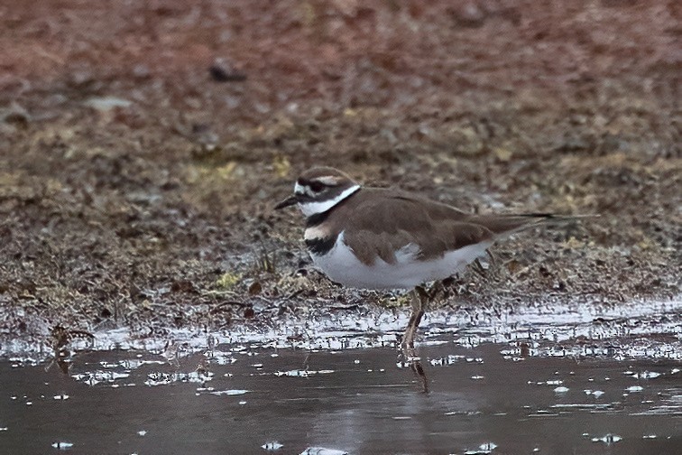 Killdeer - ML626633219