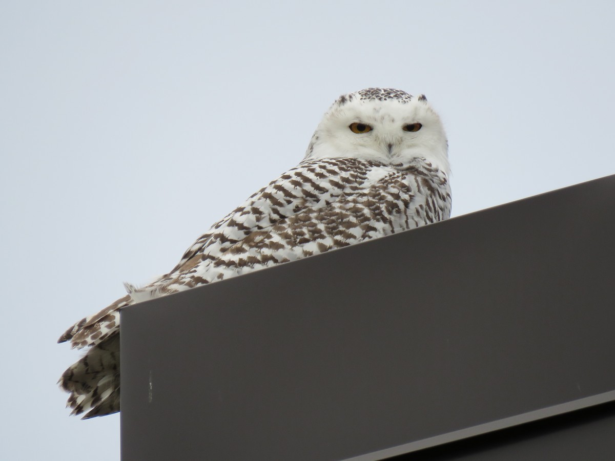 Snowy Owl - ML626633221