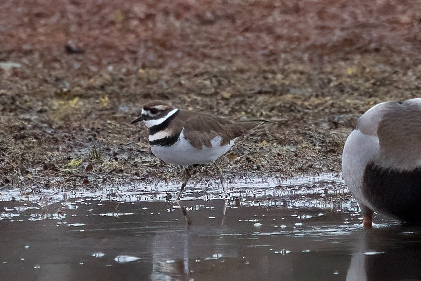 Killdeer - ML626633222