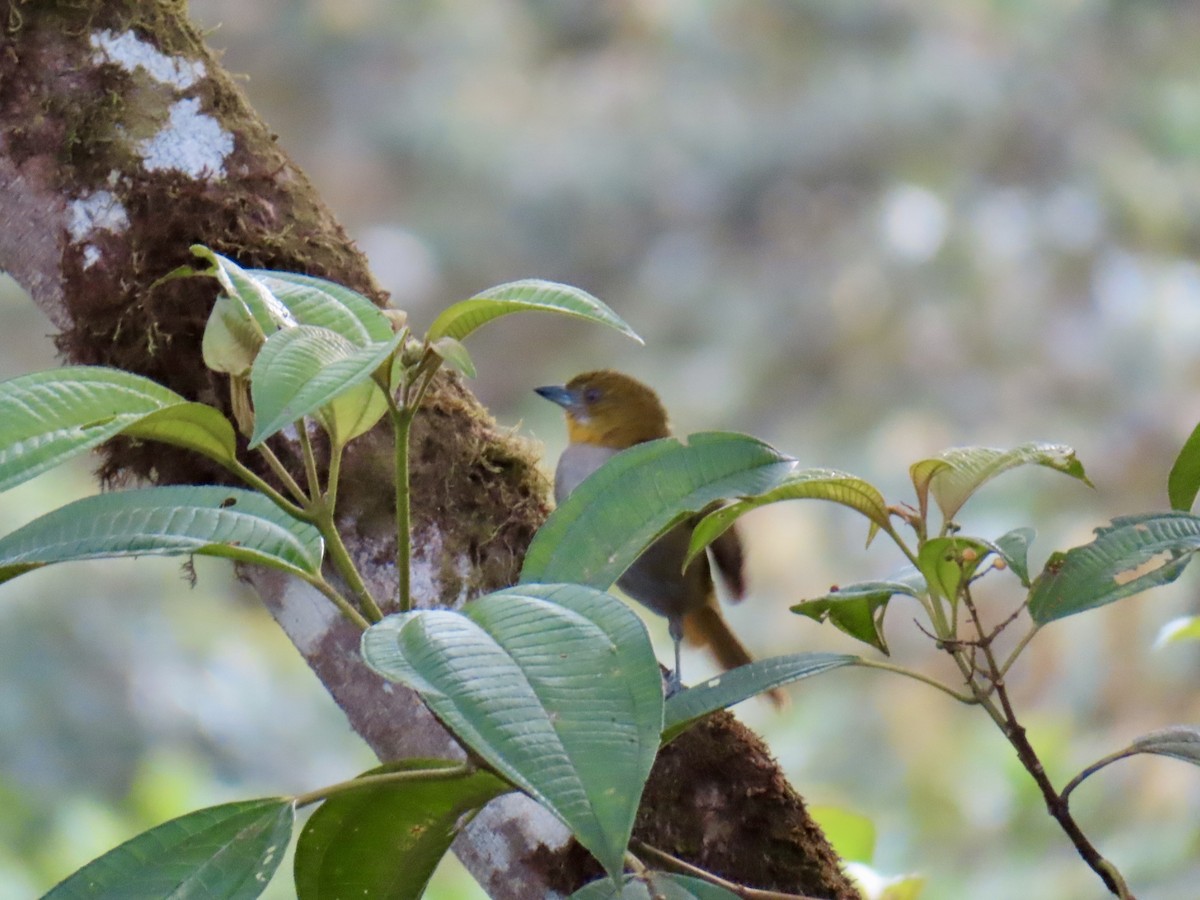 Yellow-throated Chlorospingus - ML626633223