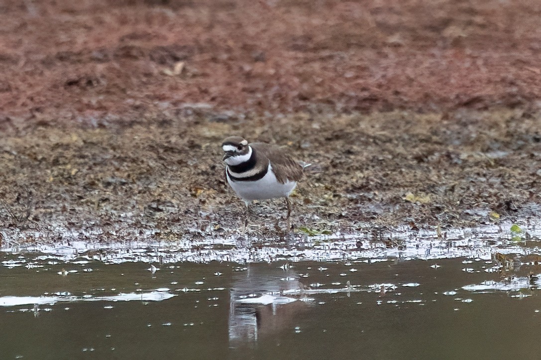 Killdeer - ML626633224