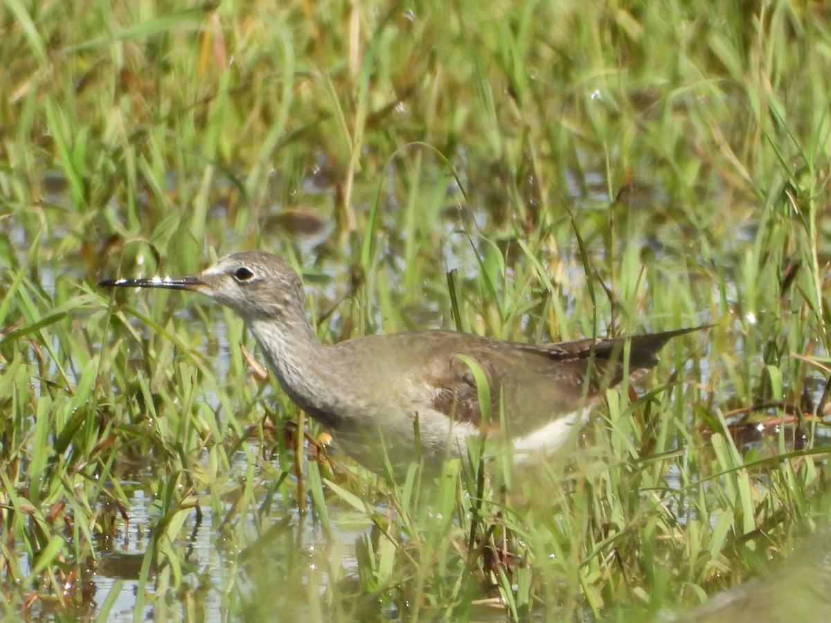 Lesser Yellowlegs - ML626633225