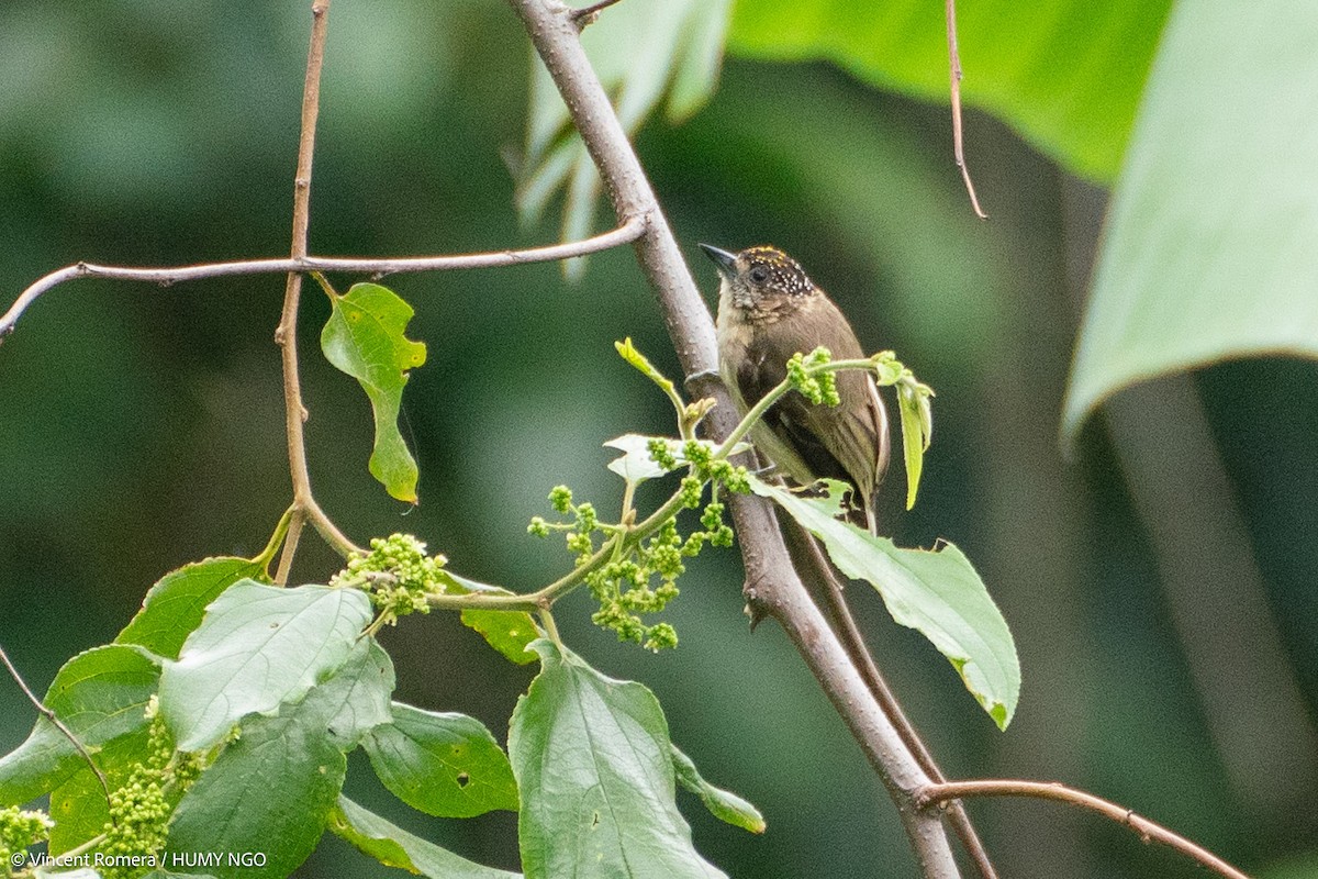 Grayish Piculet - ML626633226