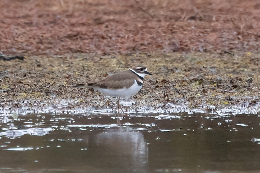 Killdeer - ML626633227