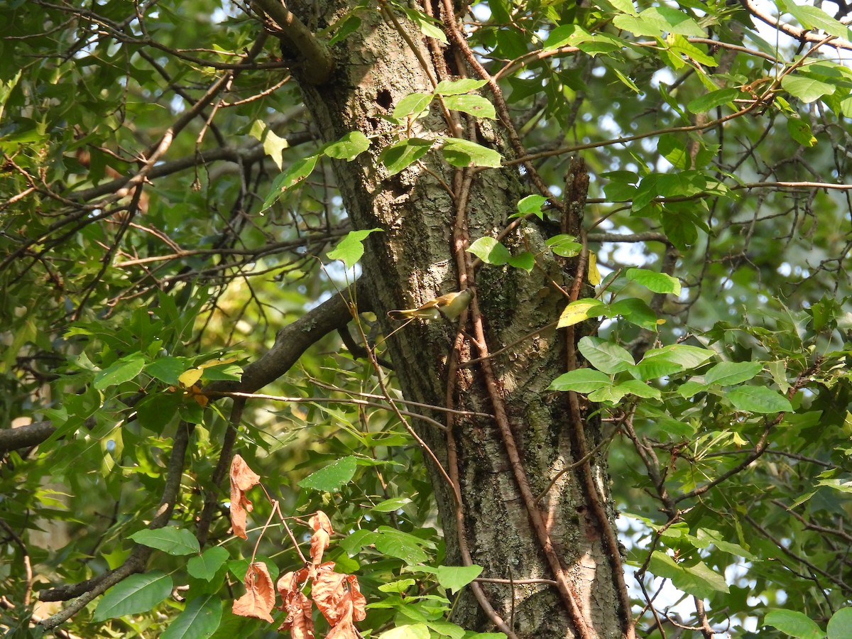 American Redstart - ML626633228