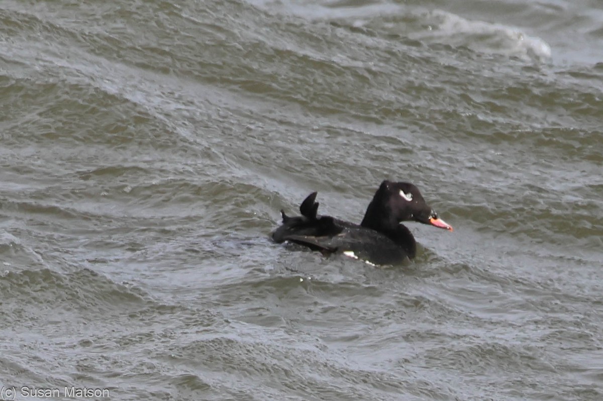 White-winged Scoter - ML626633229