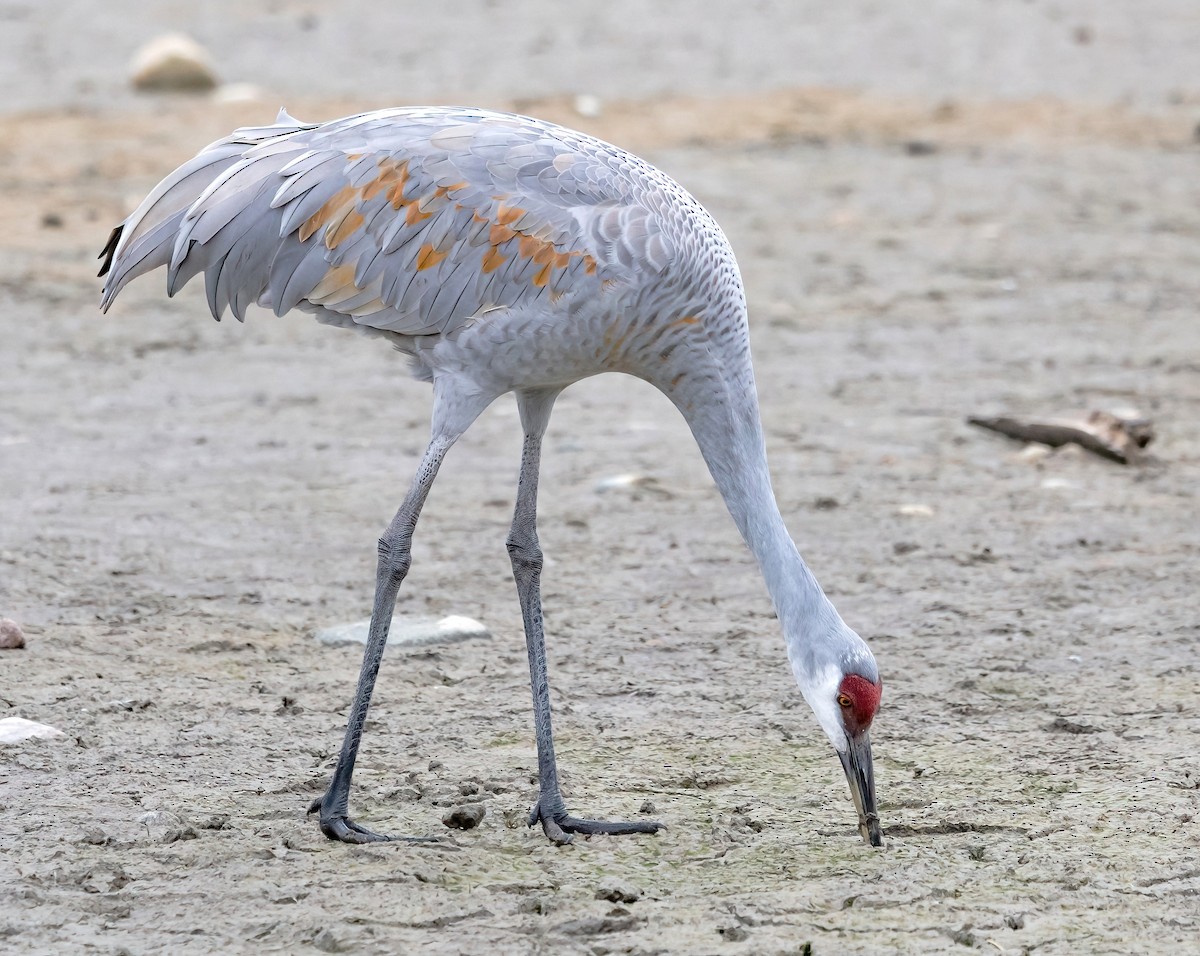 Sandhill Crane - ML626633230