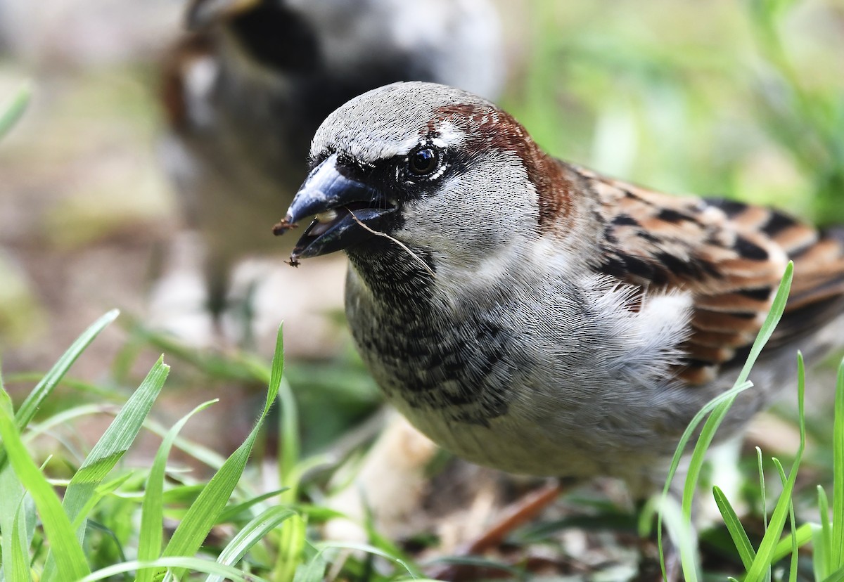House Sparrow - ML626633292