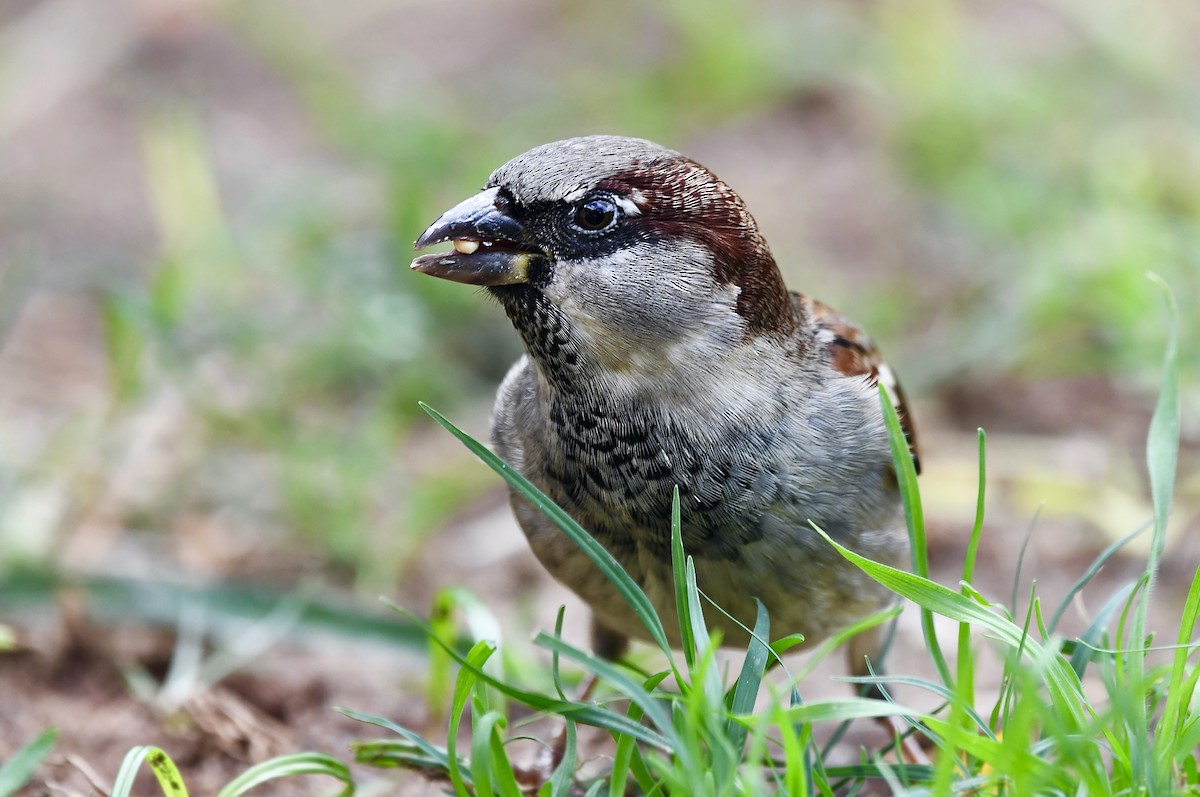 House Sparrow - ML626633293