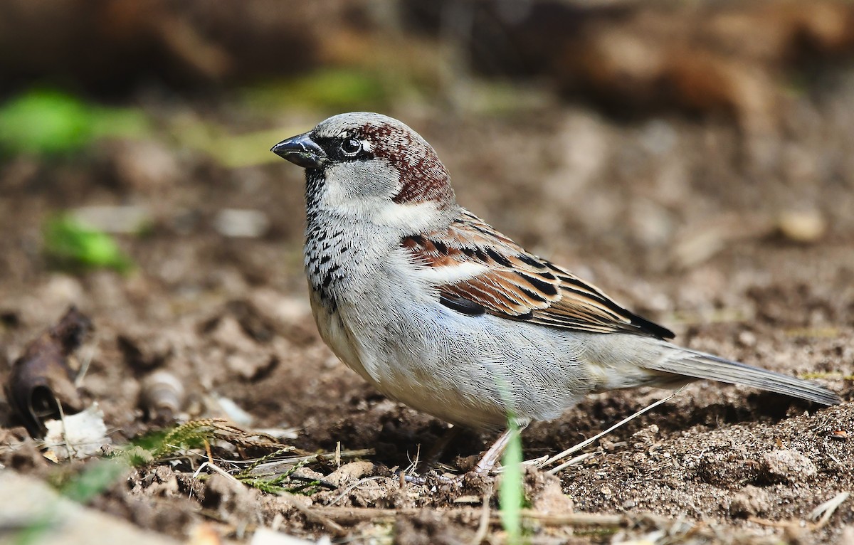 House Sparrow - ML626633443