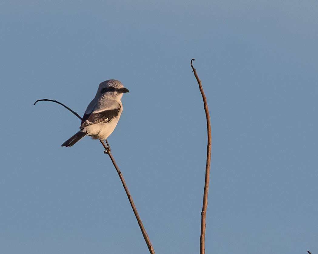 Northern Shrike - ML626633659