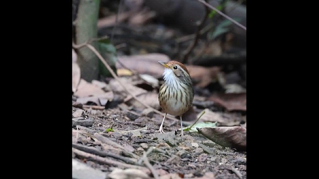 Puff-throated Babbler - ML626633717