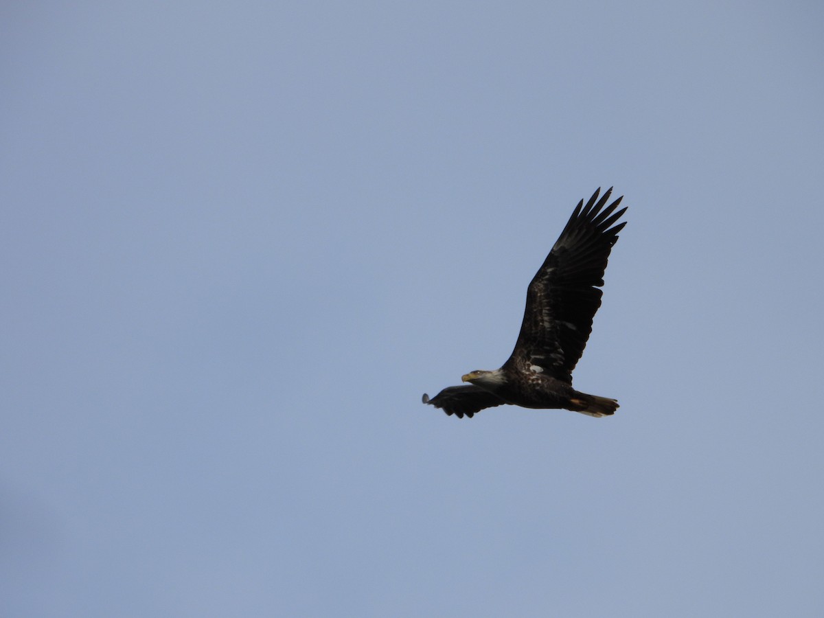 Bald Eagle - ML626633886