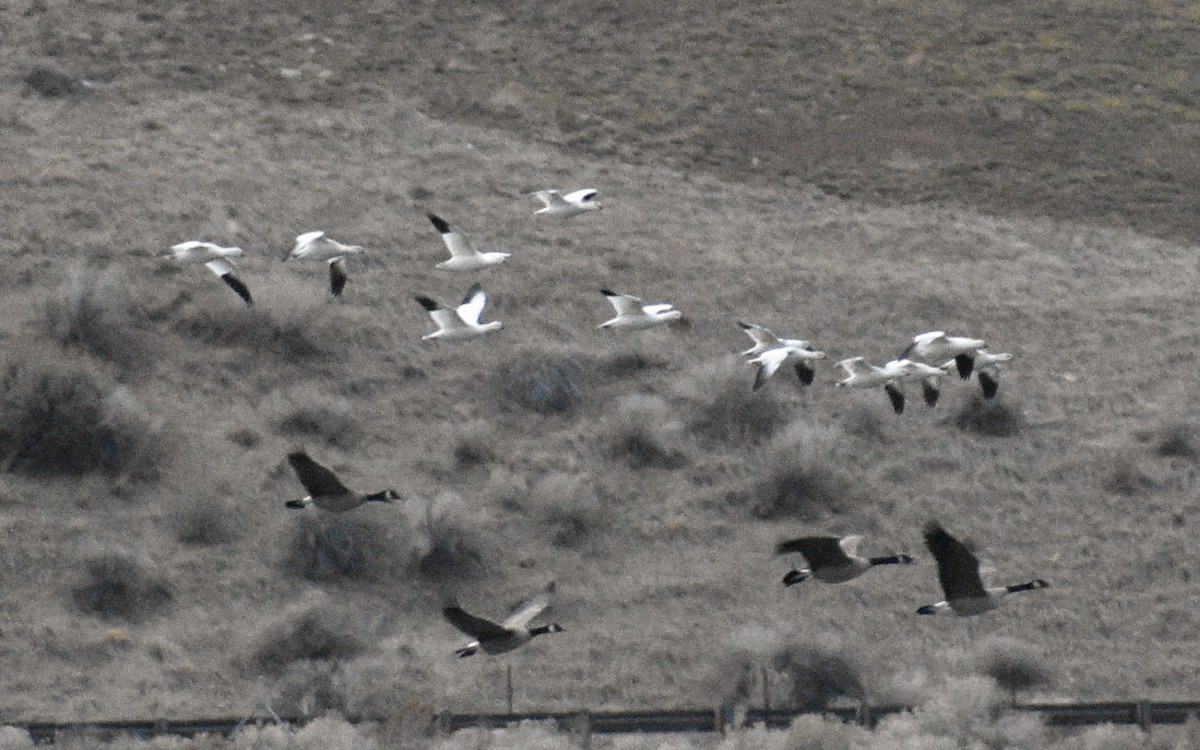 Ross's Goose - ML626634569