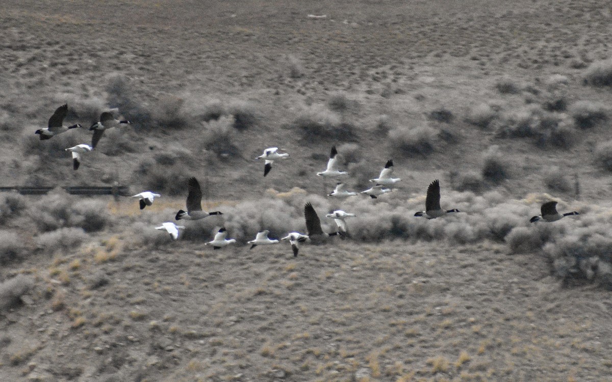 Ross's Goose - ML626634570