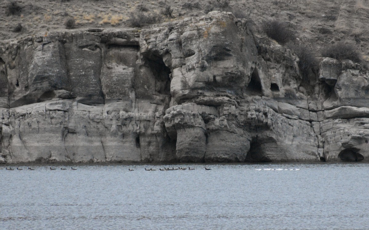 Ross's Goose - ML626634571