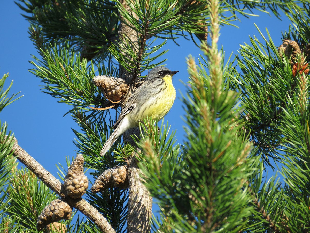 Kirtland's Warbler - ML626634620