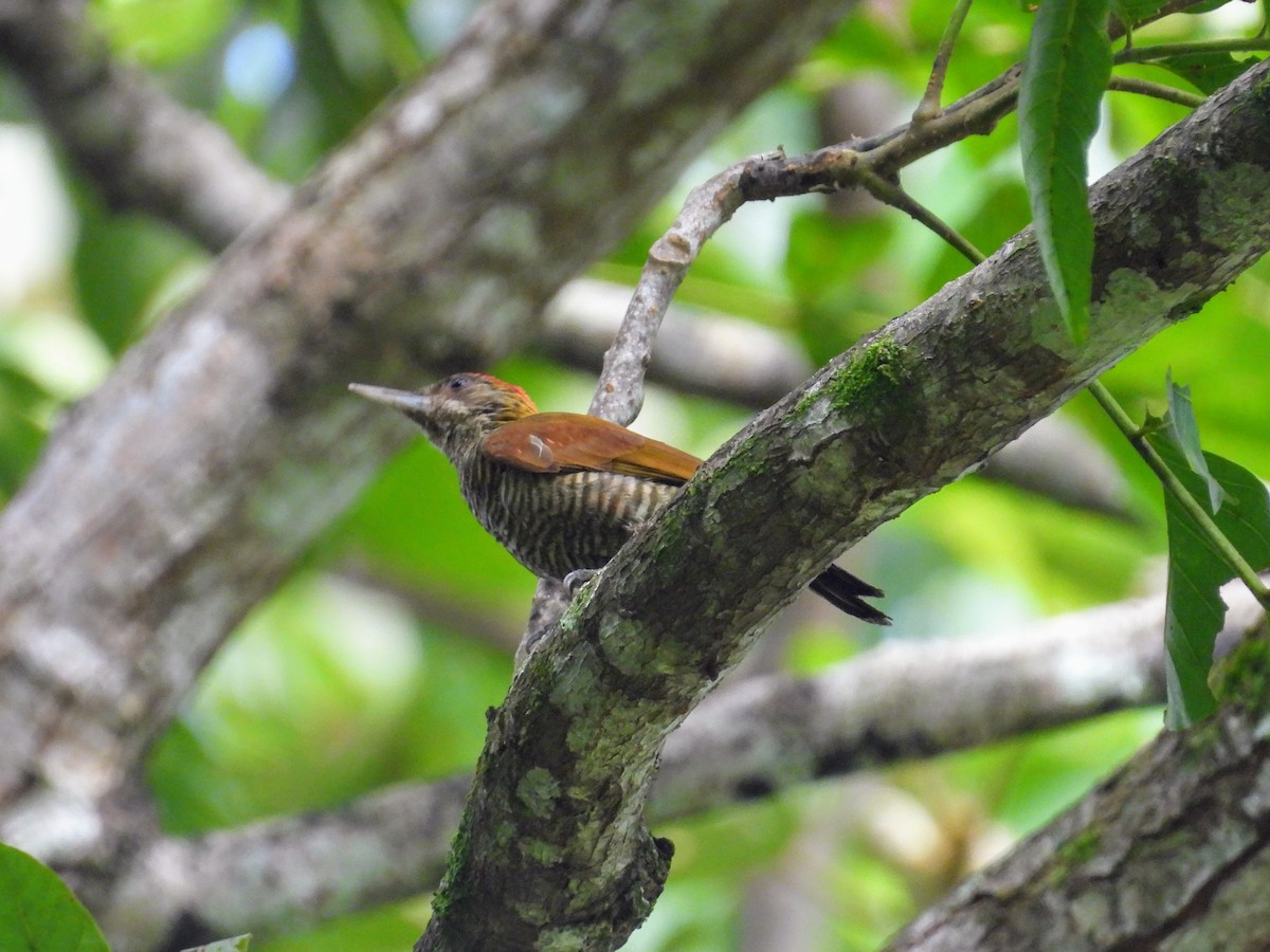 Red-rumped Woodpecker - ML626634643