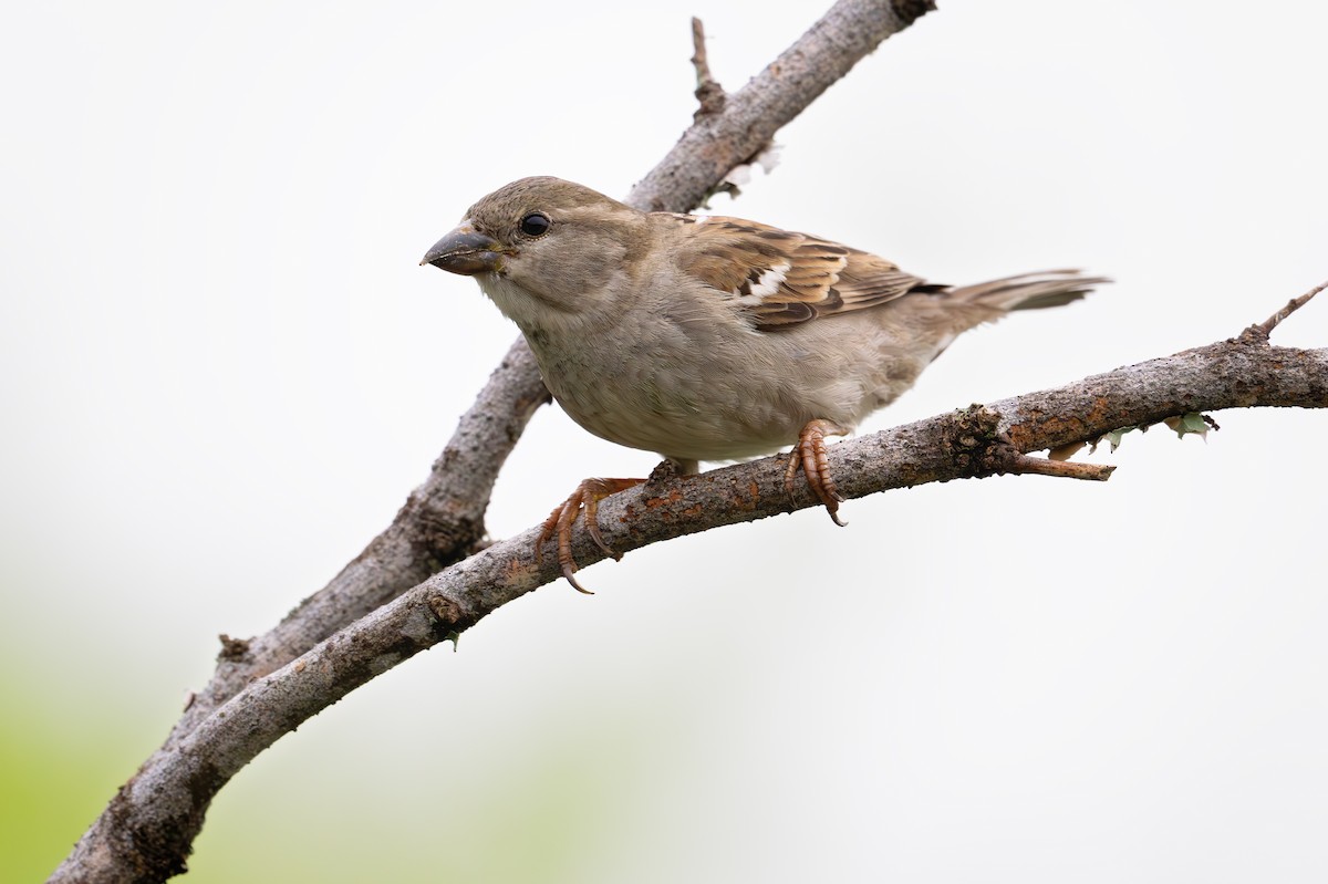 Moineau domestique - ML626634664