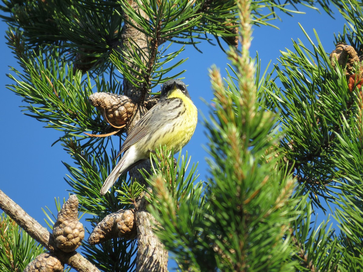Kirtland's Warbler - ML626634684