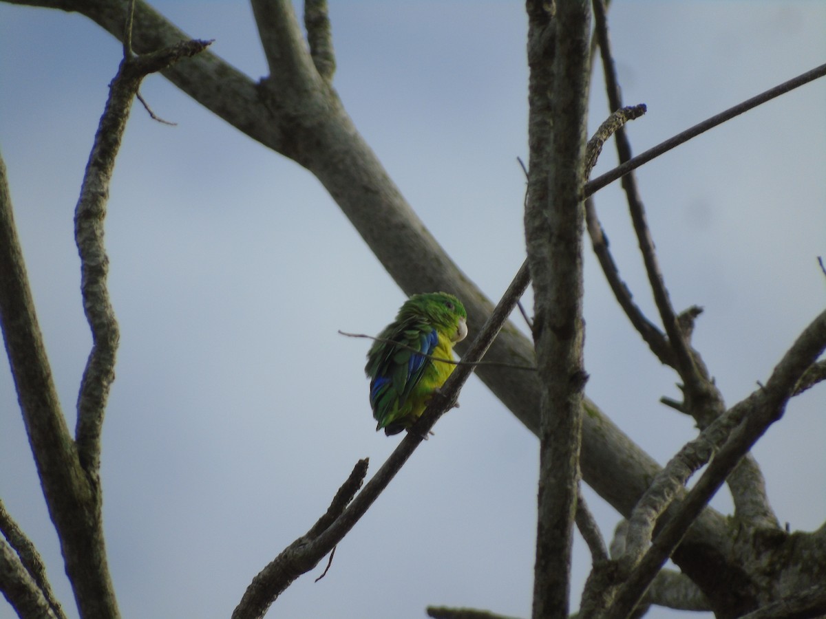 Riparian Parrotlet - ML626634836