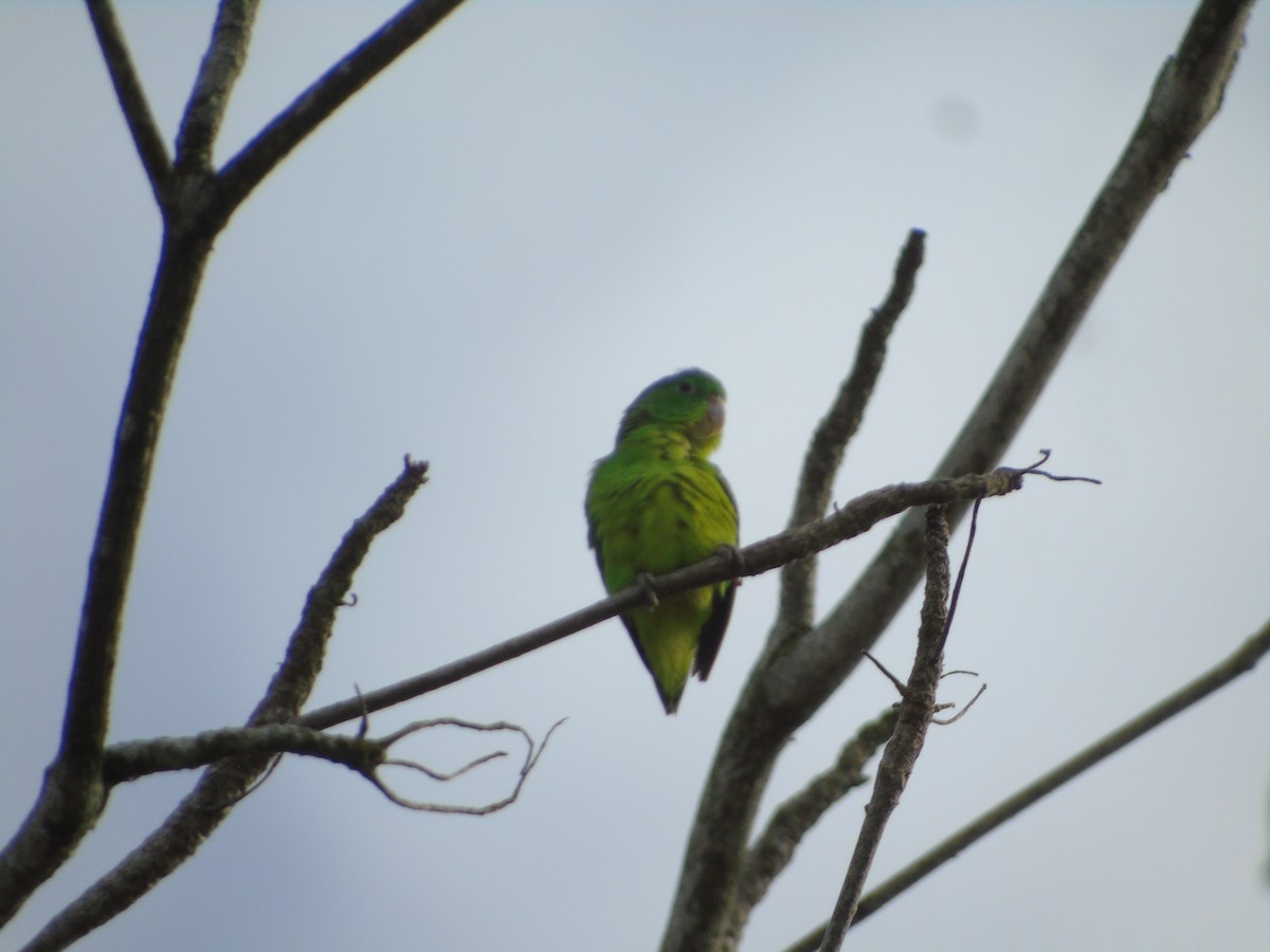 Riparian Parrotlet - ML626634837