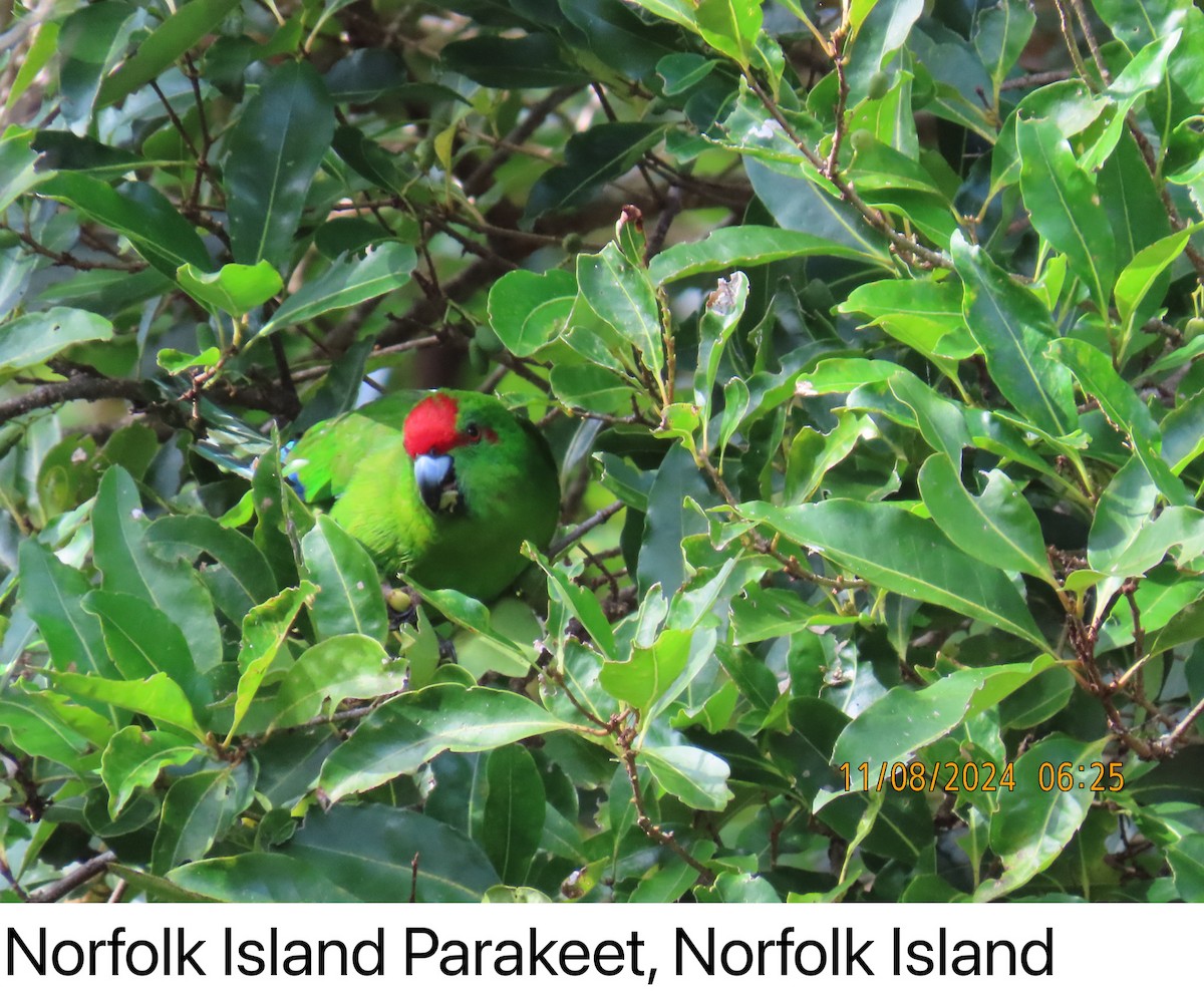 Norfolk Island Parakeet - ML626634930