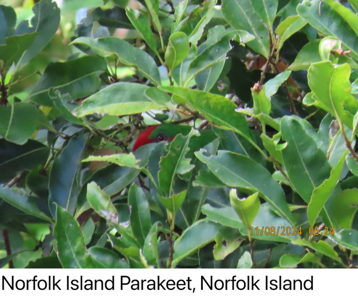 Norfolk Island Parakeet - ML626634931