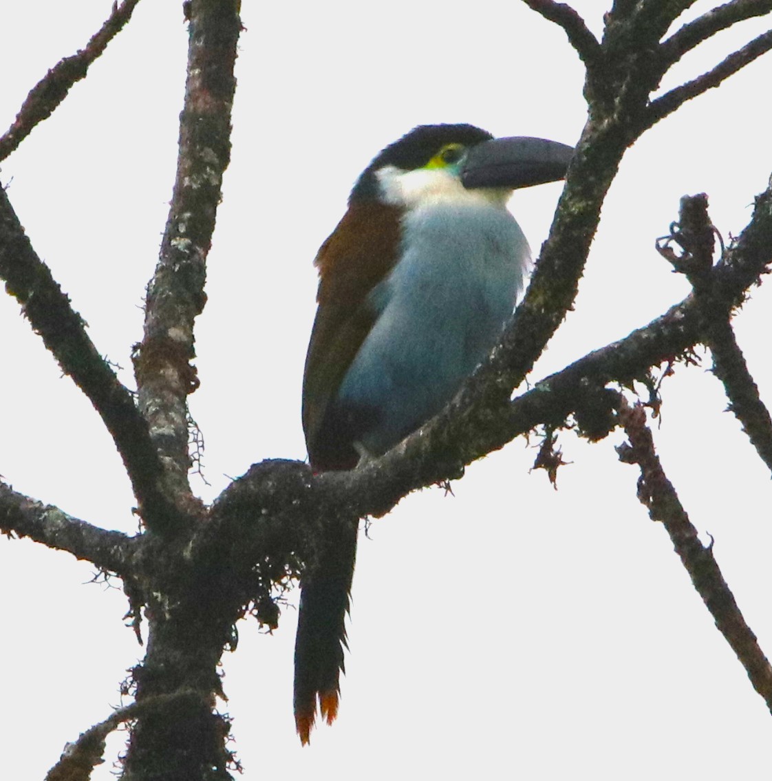 Black-billed Mountain-Toucan - ML626635160