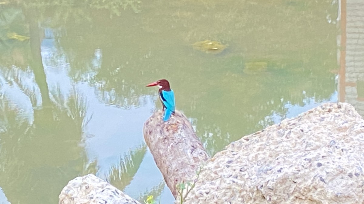 White-throated Kingfisher - ML626635219