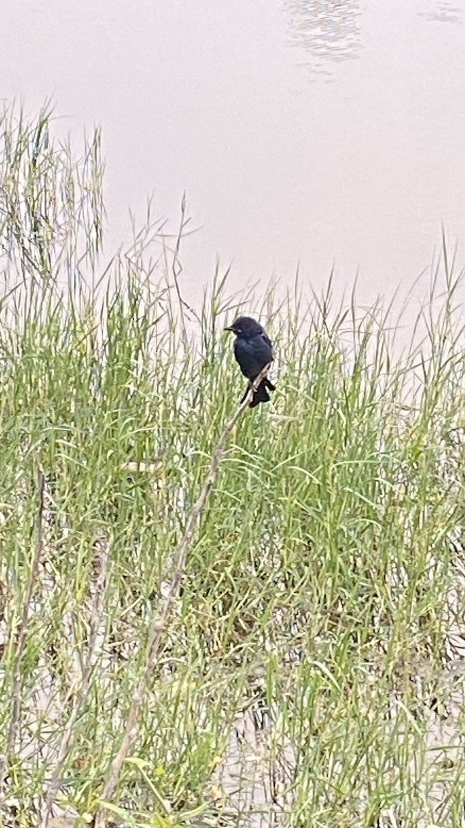 Black Drongo - ML626635228