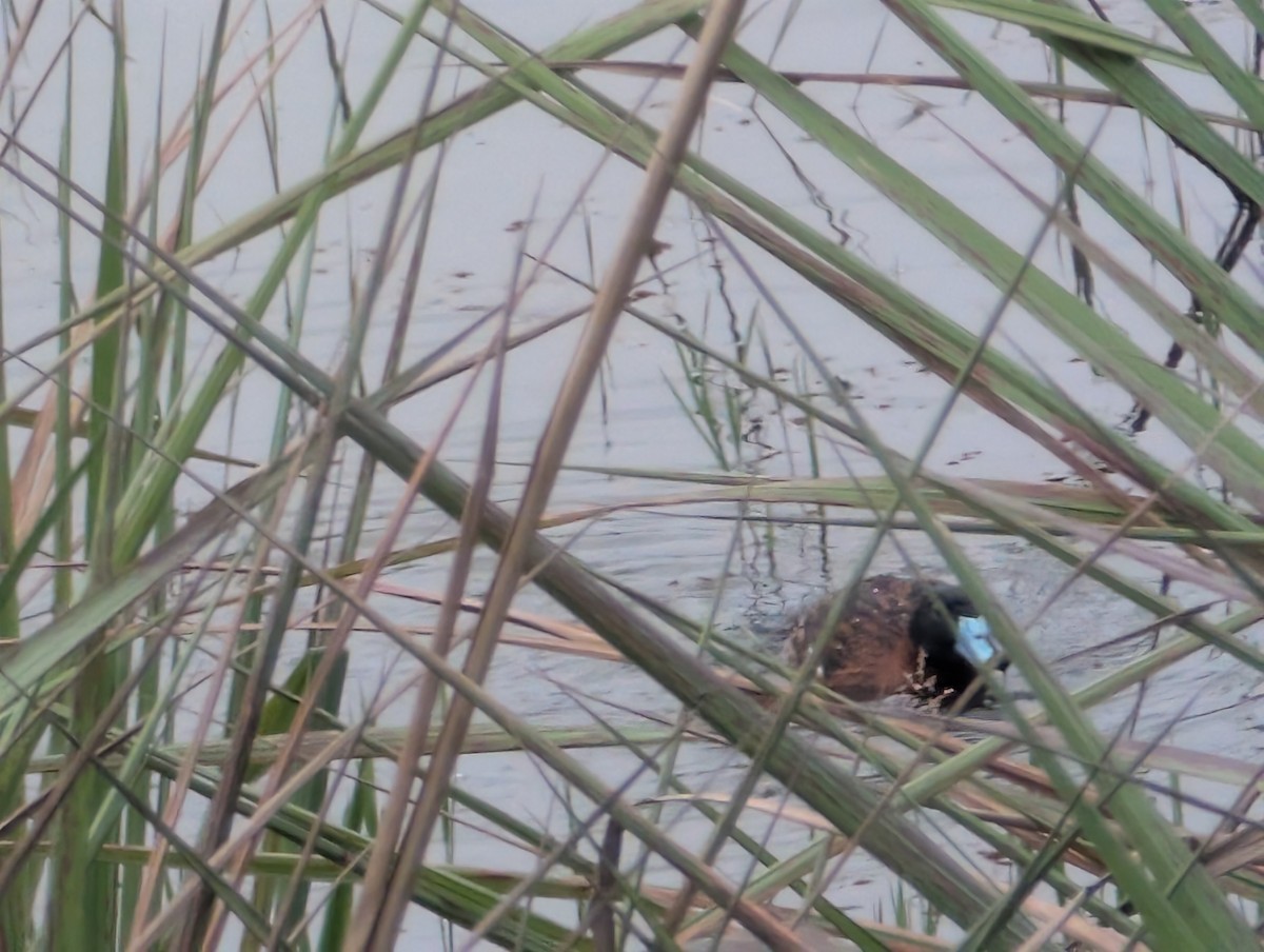 Masked Duck - ML626635512