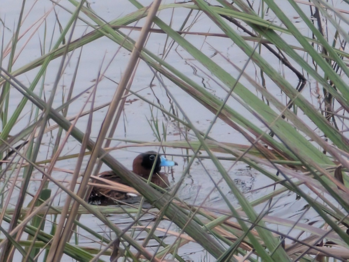 Masked Duck - ML626635513