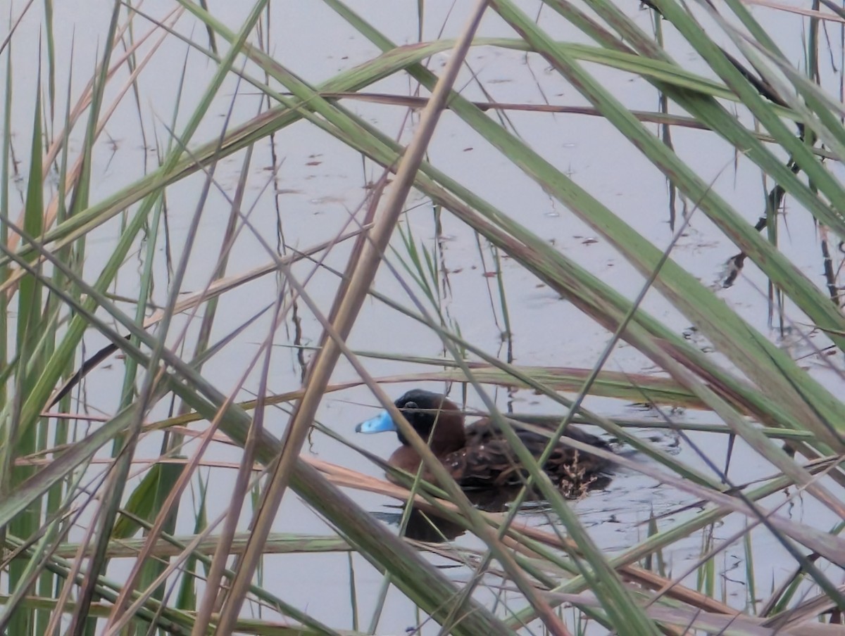 Masked Duck - ML626635514