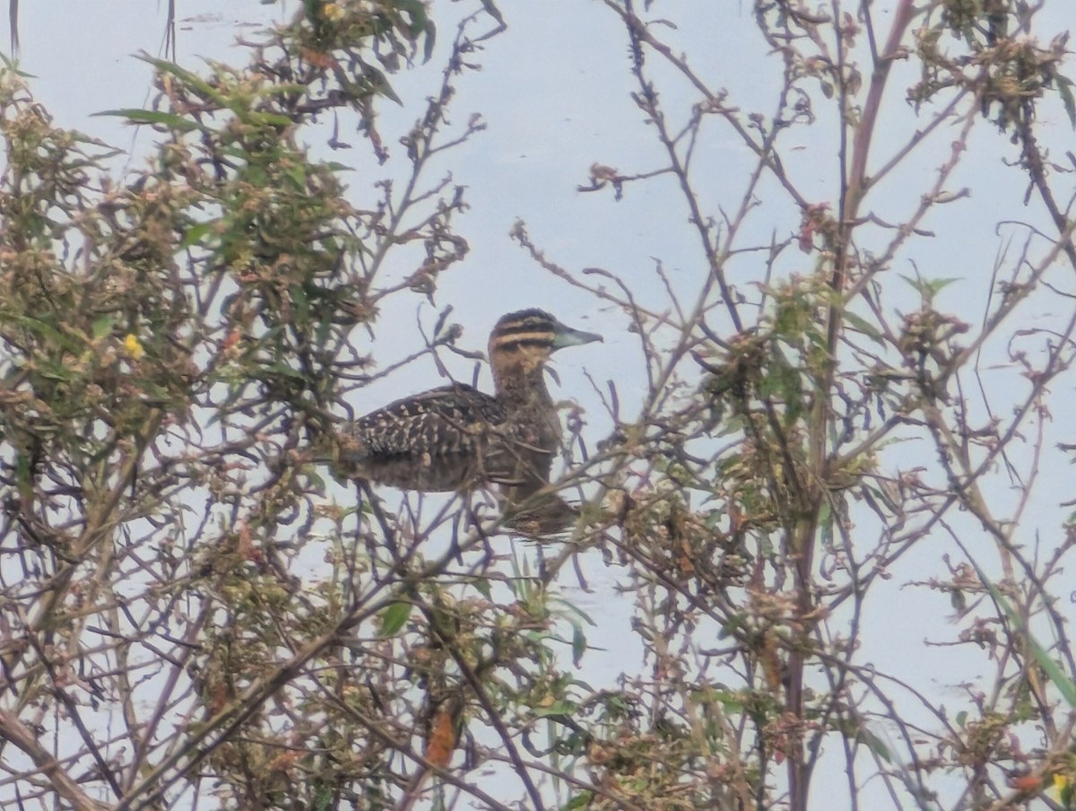 Masked Duck - ML626635515