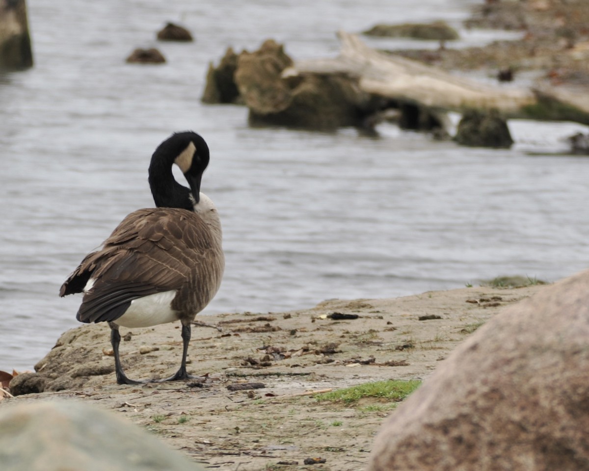 Canada Goose - ML626635930
