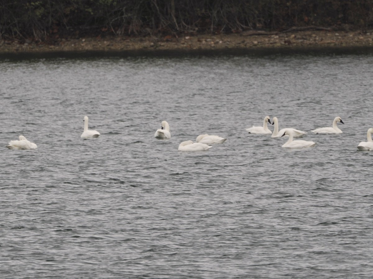 Tundra Swan - ML626635951