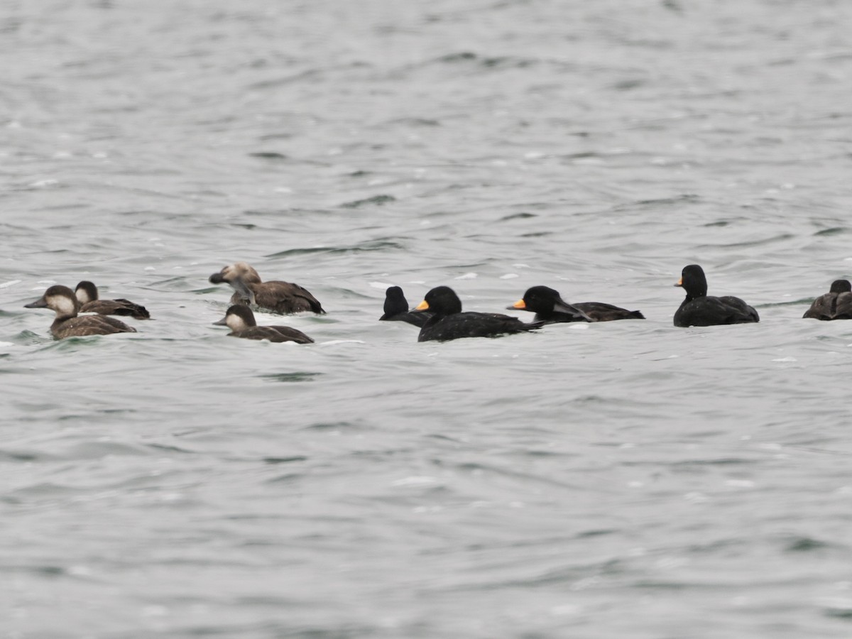 Black Scoter - ML626635974