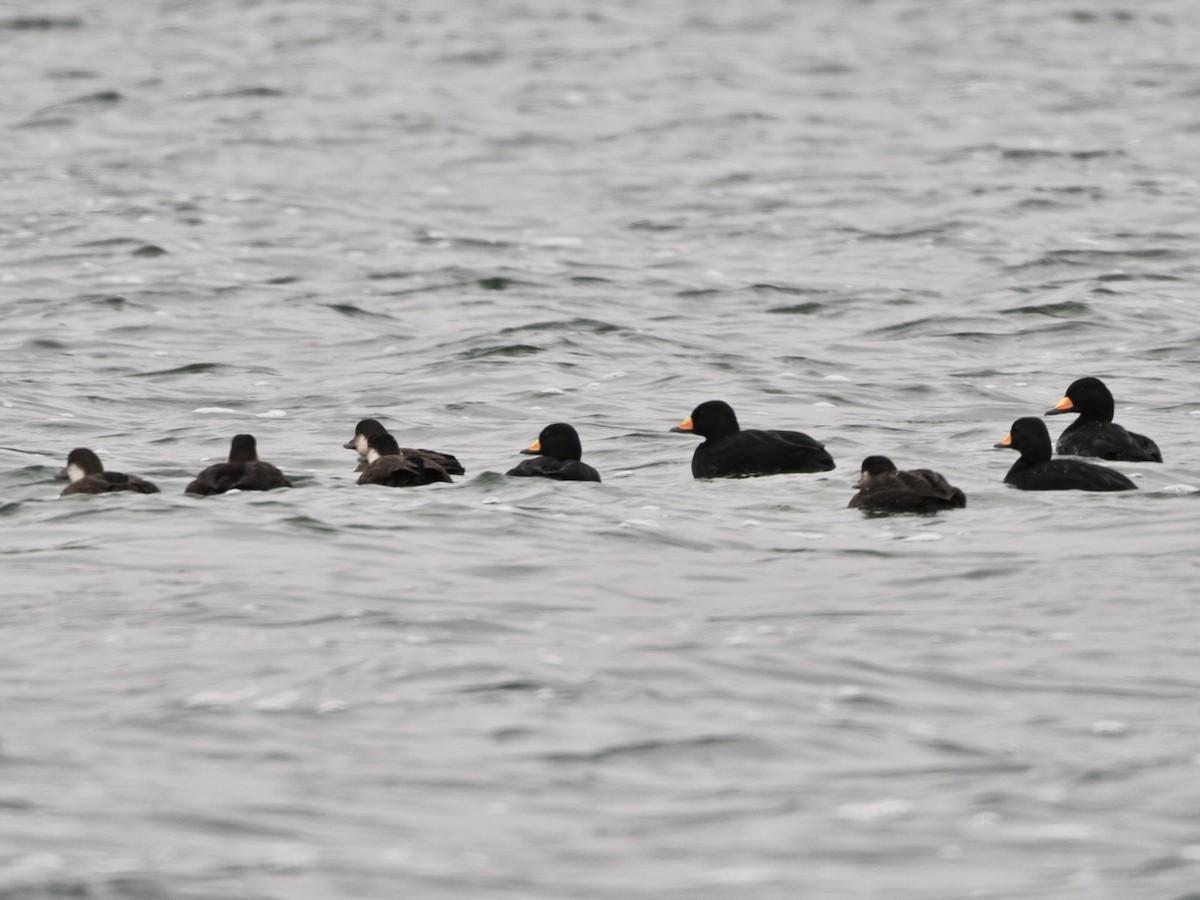 Black Scoter - ML626635975